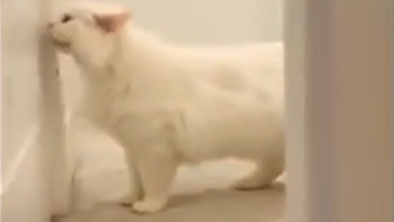 Doorbell Dilemma: The Cat Who Demands Attention!