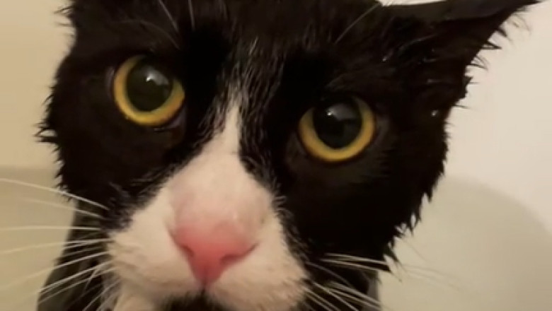 Hilarious Cat Bath Time: Watch This Kitty's Adorable Antics!