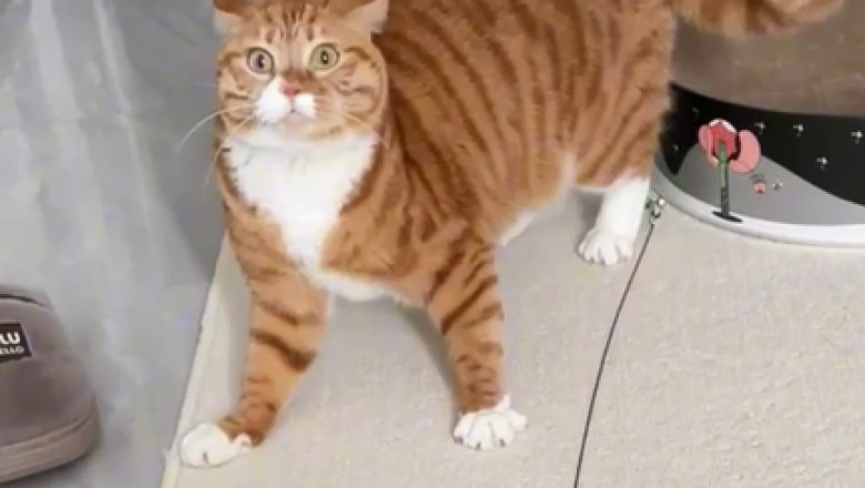 Motion Cat Madness: When Feline Agility Meets Absolute Chaos!