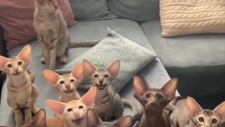 Naked and Hilarious: The Sphynx Squad's Funniest Moments!