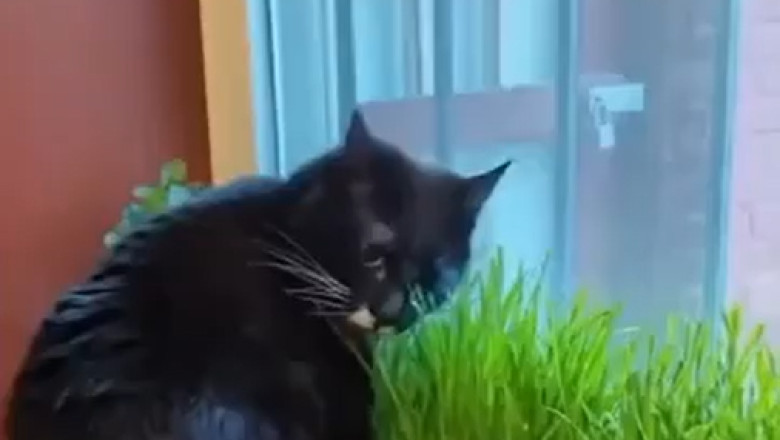 The Great Cat Caper: When Fluffy Becomes an Unexpected Hero!