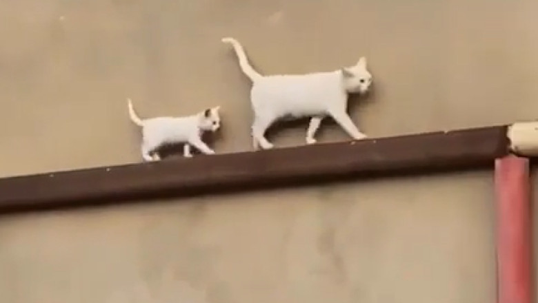 Wobbly Walkers: Cat and Kitten's High-Stakes Stroll on the Edge!