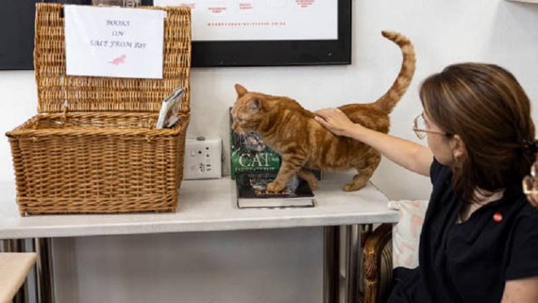 5 Unexpected Ways Pets Improve Your Mental Health