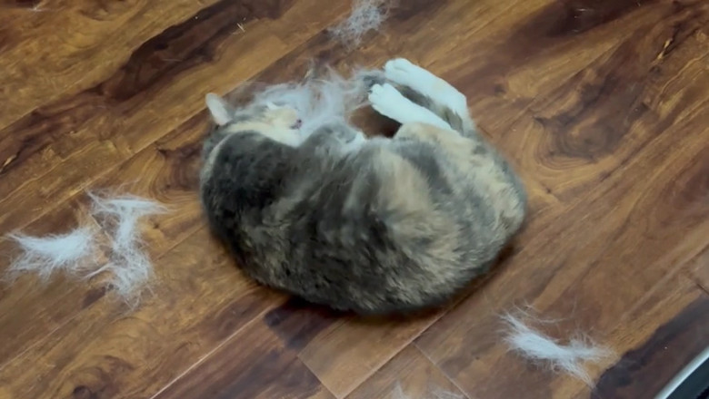 Adorable Cat's Playtime: Wool Frenzy Fun!