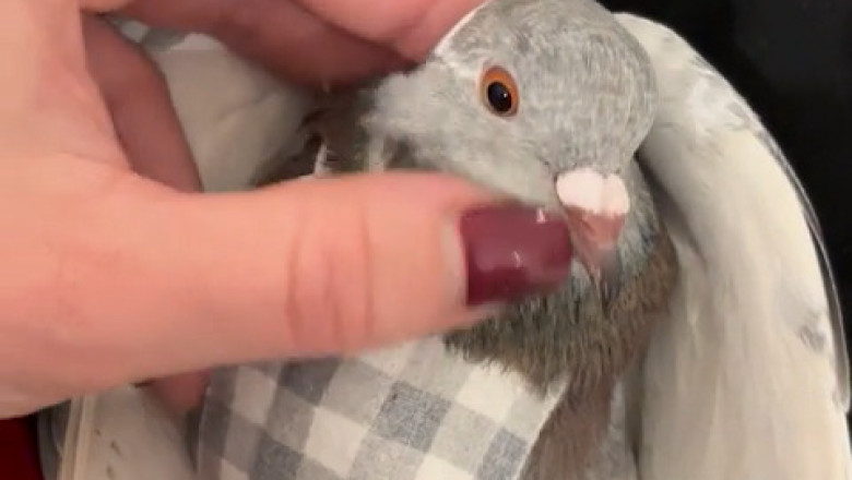 Adorable Dove: The Cutest Bird You'll See Today!