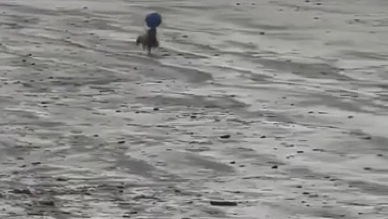 Beach Ball Buddy: Watch This Dog's Adorable Beach Day with a Ball on His Head!