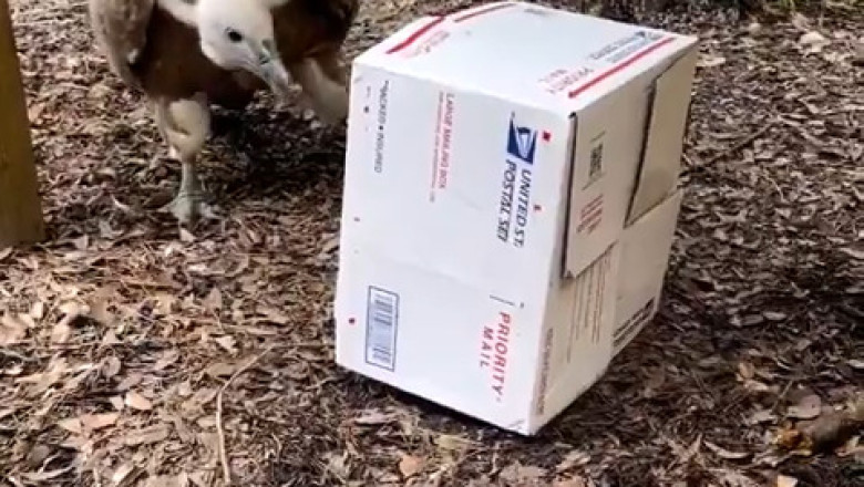 Box Battle: Vulture Takes on a Cardboard Challenge!