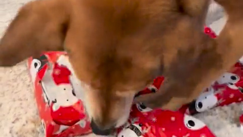 Christmas Joy: Dog's Adorable Reaction to Opening Present!
