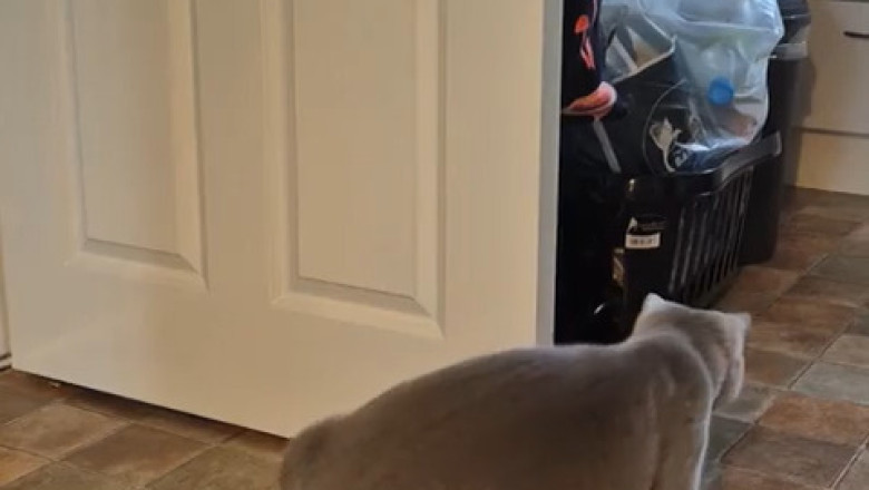 Crafty Cat: Watch This Clever Feline Holding a Hook!