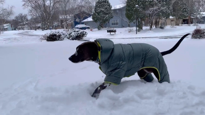 First Snow Frenzy: Dog's Pure Joy in Winter Wonderland!