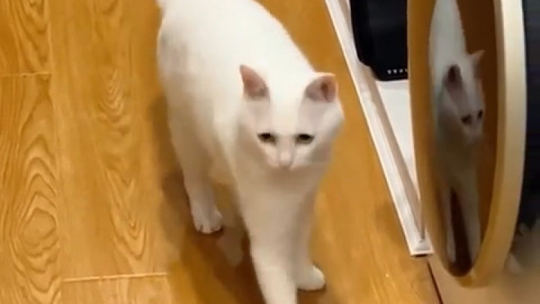 Hilarious Cat 'Dances' with No Rhythm: The Funniest Thing You'll See Today!