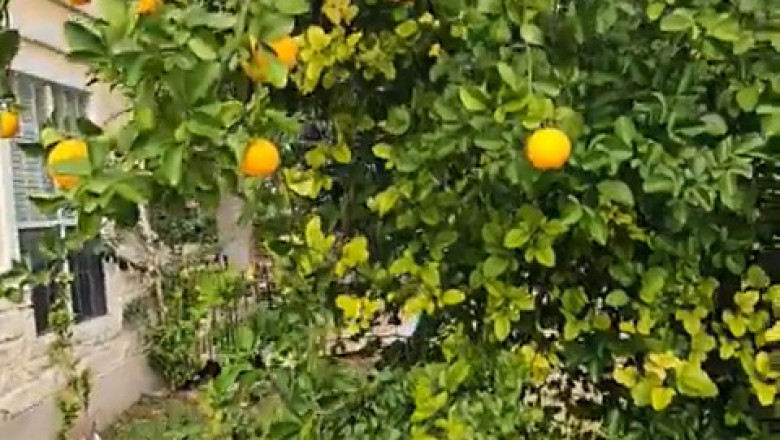 Orange Tree Acrobat: Watch This Dog's Impressive Jumping Skills!