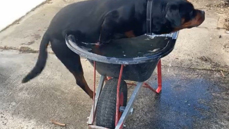 Splish Splash: Rottweiler's Adorable Bath Time Fun!
