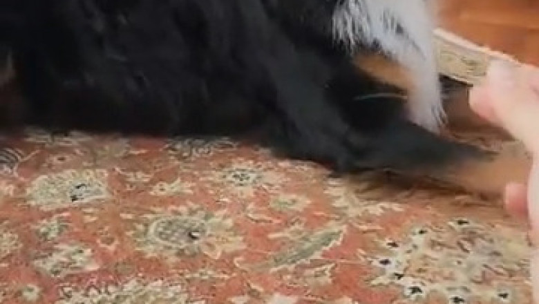 String Struggle: Watch This Dog's Hilarious Reaction to a Simple String!