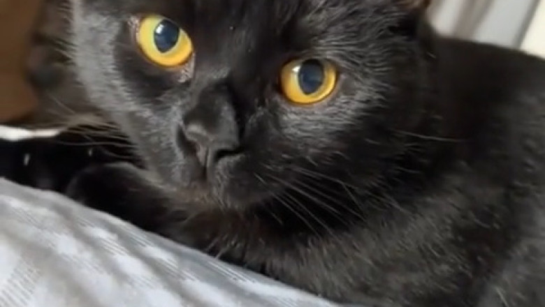 Thirsty Kitty: Adorable Cat's Quest for a Refreshing Drink!