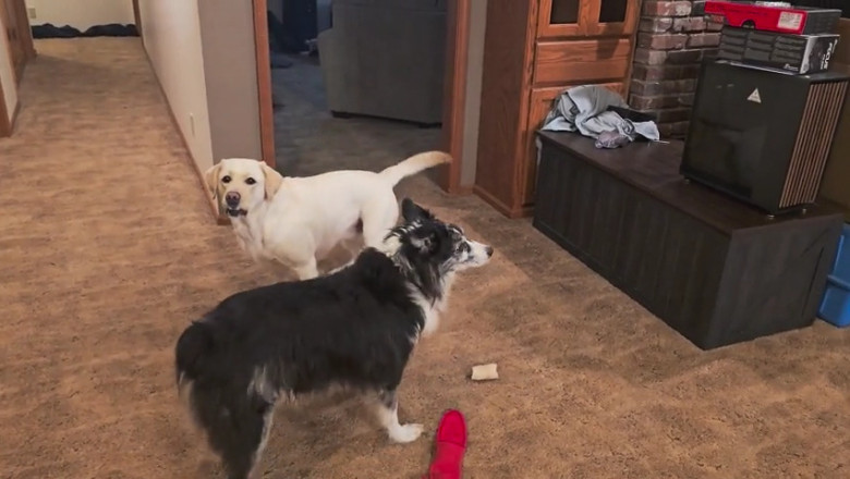 Turbo Tails: Watch These Two Dogs Zoom at Lightning Speed!