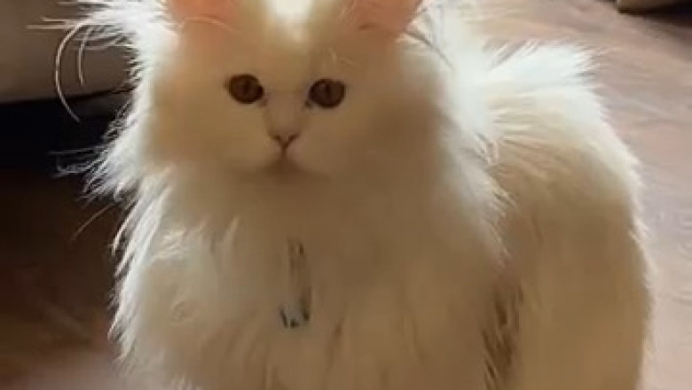 Beautiful Cat's Funniest Moments Will Make Your Day!
