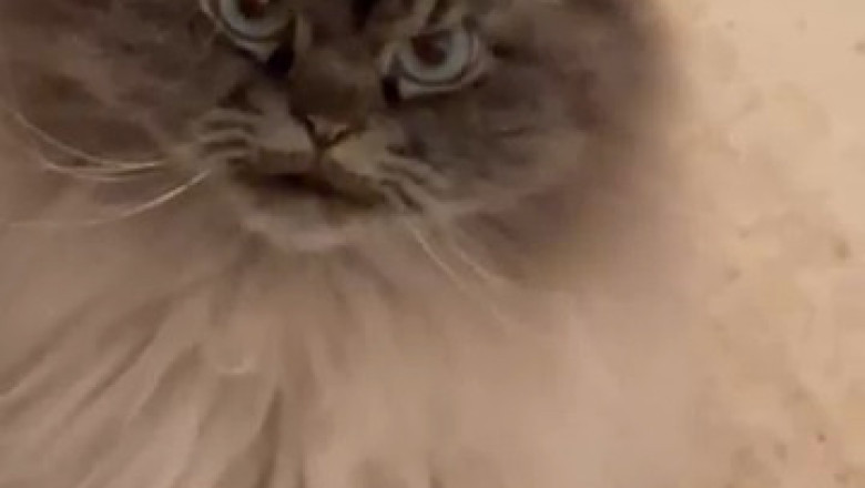 Curious Cat Takes on the Camera: Funniest Interaction Ever!