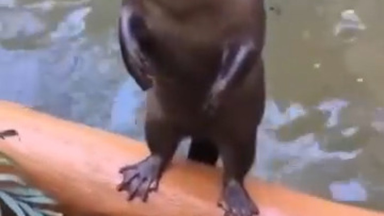 "Hilarious Small-Clawed Otter Shouts His Heart Out!