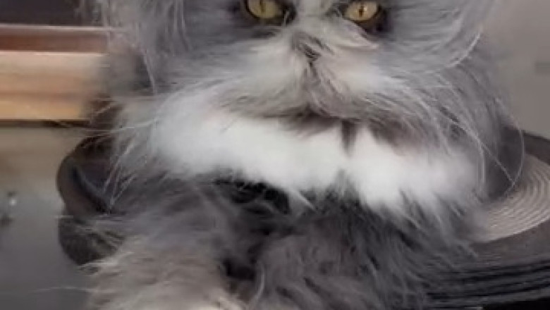 Watch This Chair-Loving Cat Steal the Show with Hilarious Antics!