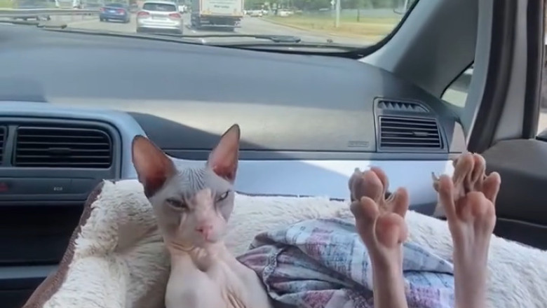Hairless Cat Takes a Wild Road Trip: Hilarious Adventures Inside the Car!