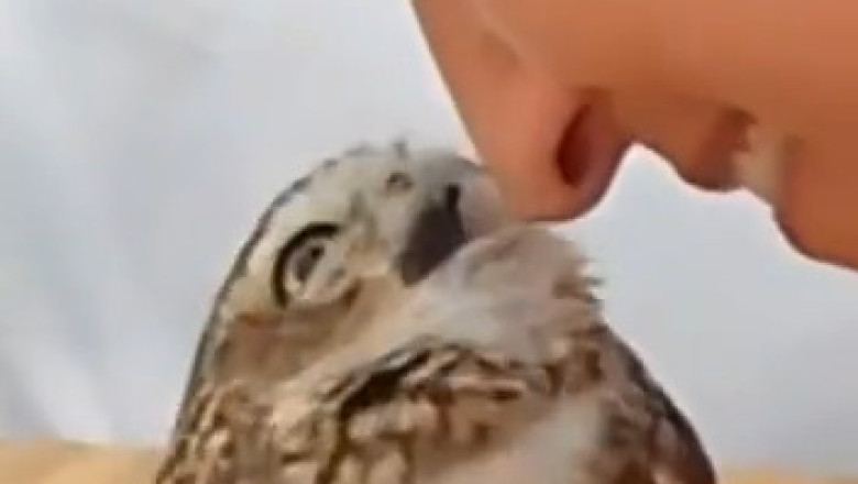 Owl You Need is Love: Hilarious Moments with a Happy Little Owl!