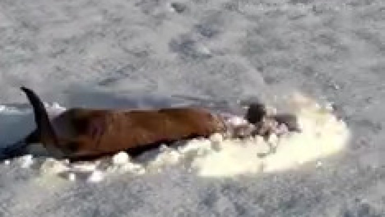 Snow Much Fun! Watch This Dog Dive into a Winter Wonderland!