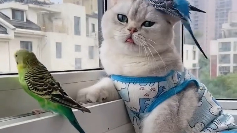 Ultimate Pet Showdown: Dog, Cat, and Parrot in a Hilarious Face-Off!
