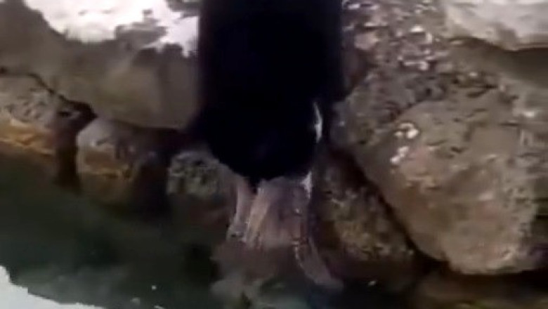 Cat vs. Octopus: Hilarious Struggle to Get It Out of the Water!