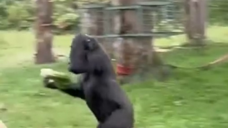 Gorilla Enjoys Rainy Day at the Zoo: Heartwarming and Playful Moment!