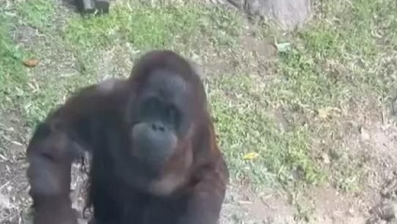 Gorilla's Captivating Interaction with Zoo Visitors: A Must-Watch Moment