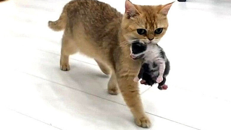 Mother Cat Adopts Orphaned Kitten in Heartwarming Act of Love