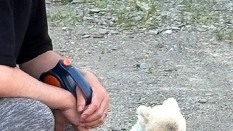 Pomeranian's Refusal to Walk Sparks Viral Sympathy: Gonta's Relatable Moment