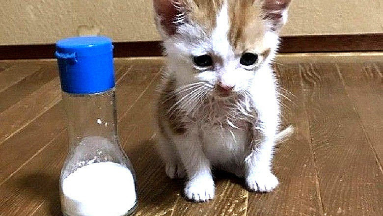 Rescued Kitten's Miraculous Journey: From Crow Attack to Loving Home