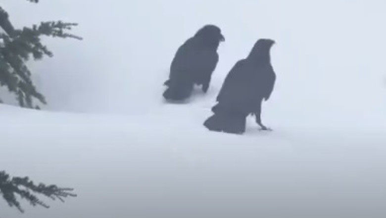 Snow Crows: Fascinating Group Behavior Captured in Winter Wonderland!
