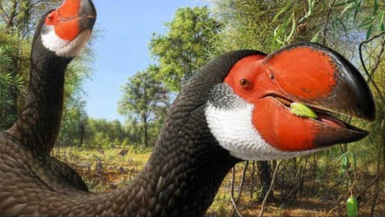 Demon Ducks: The Terrifying Titans of Prehistoric Australia That Will Haunt Your Dreams!