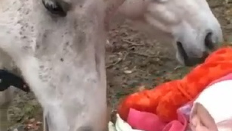 Heartwarming Bond: Horses and Young Children in Harmony!