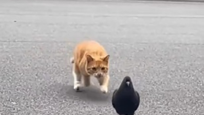 Hilarious Cats: Watch Them Perform Unbelievable Tricks!