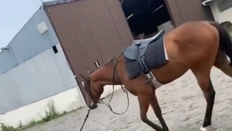 Hilarious Horse Antics: Laugh-Out-Loud Moments!