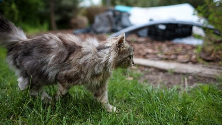 Kitten Crashes Campers' Tent and Chirps for Cuddles: Meet Birdy the Adventure Cat!
