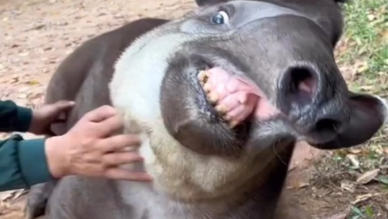 Laugh Out Loud: Hilarious South American Tapir Antics!