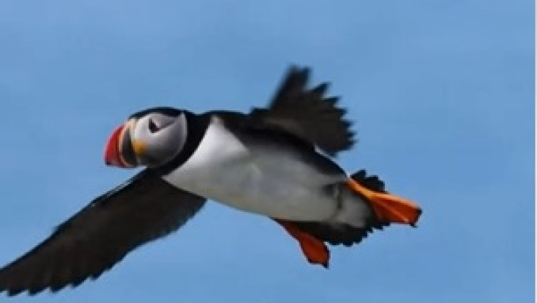 "Mesmerizing Atlantic Puffins: Nature's Adorable Sea Parrots!
