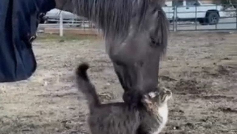 Unlikely Friends: Horse and Cat's Adorable Bond!