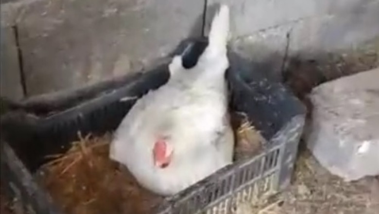 Adorable Chicken Steals the Show with Cuteness Overload!