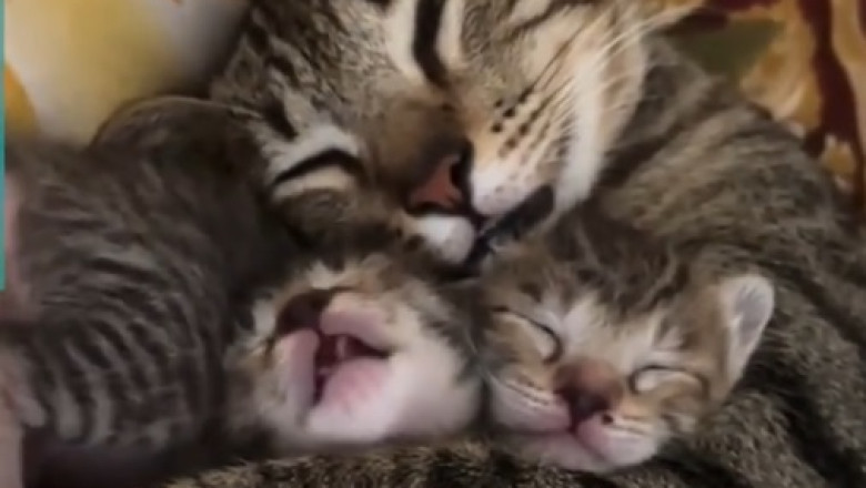 Adorable Feline Showcase: The Cutest Cat Pics
