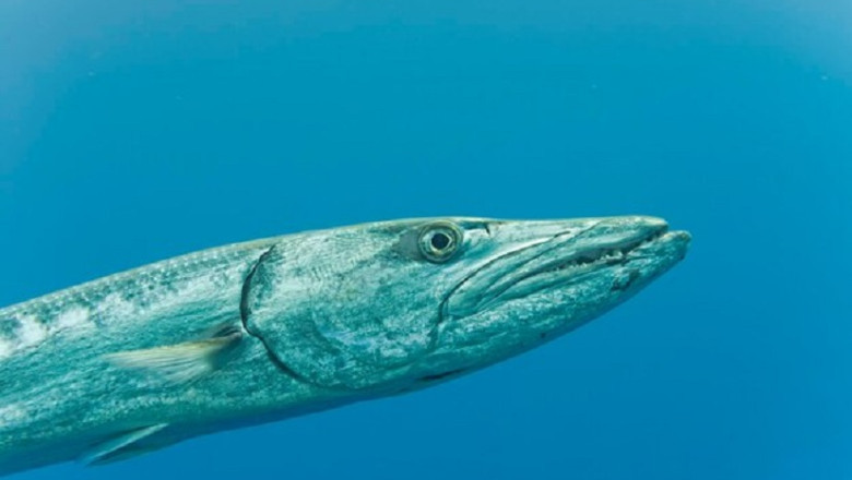 BARRACUDA ─ The Bloodthirsty Marine Butcher: A Deadly Force of Nature!