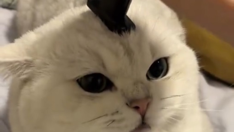 Cat Comedy Show: The Funniest Feline Antics