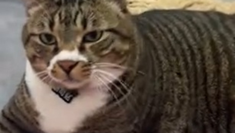 Elegance in Fur: Captivating Beauty of a Majestic Cat