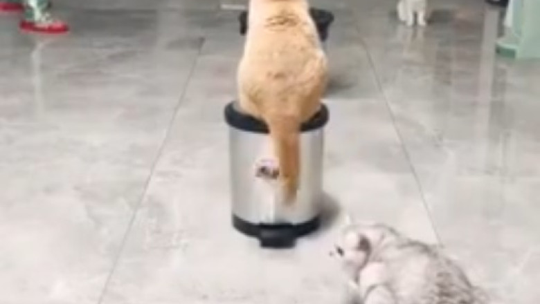 Game, Set, Meow: Cats Take on Tennis Court!