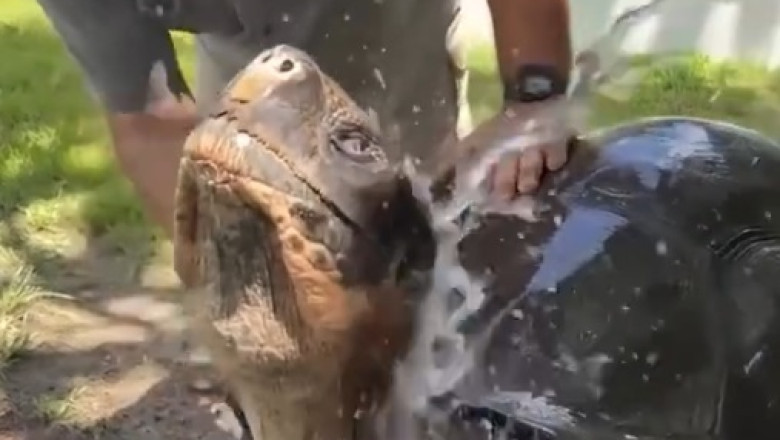 Gentle Giant: Man Bathes Adorable Giant Turtle